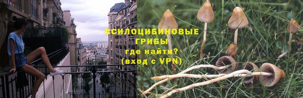 гашик Алексин
